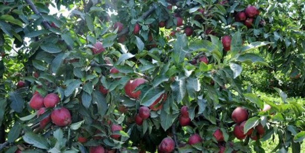 Foto - Dünyada en çok hangi meyve yetişiyor? Dünyanın en ilginç 6 meyvesi