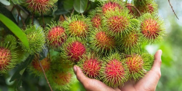 Foto - Dünyada en çok hangi meyve yetişiyor? Dünyanın en ilginç 6 meyvesi