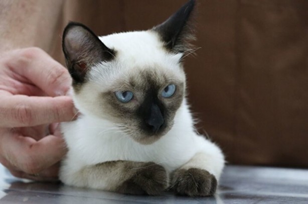 Foto - Dünyada ikinci kez oluyor! Kardeşi kuyruğuna yapışık doğdu