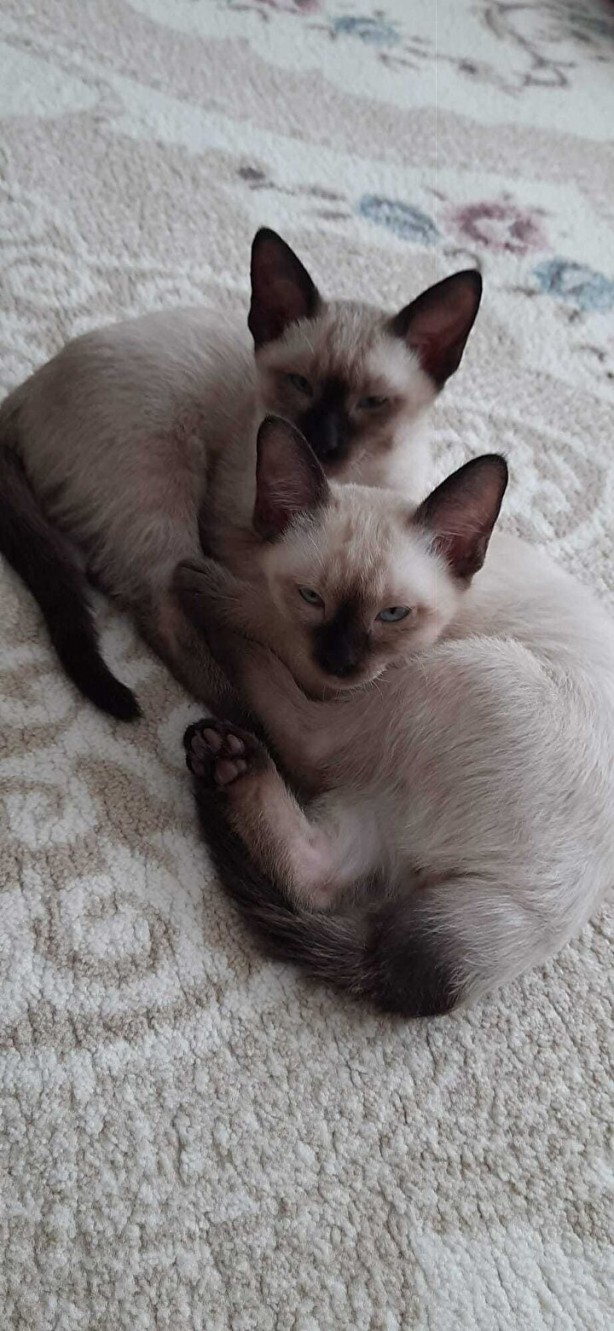 Foto - Dünyada ikinci kez oluyor! Kardeşi kuyruğuna yapışık doğdu