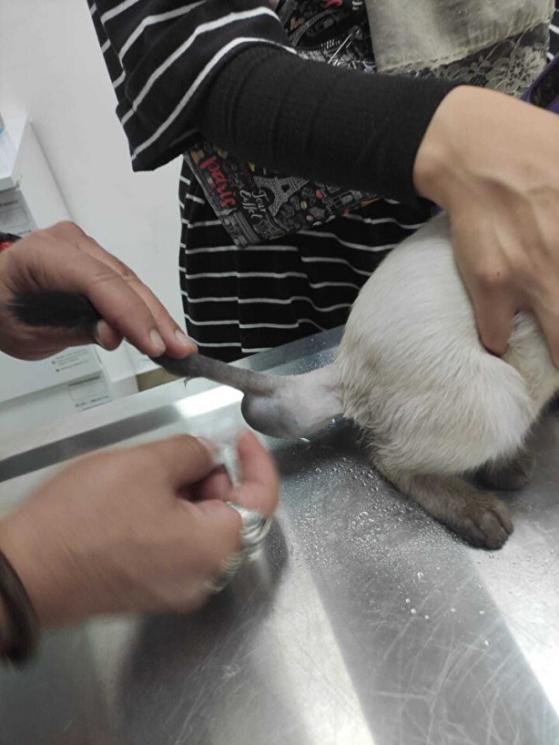 Foto - Dünyada ikinci kez oluyor! Kardeşi kuyruğuna yapışık doğdu