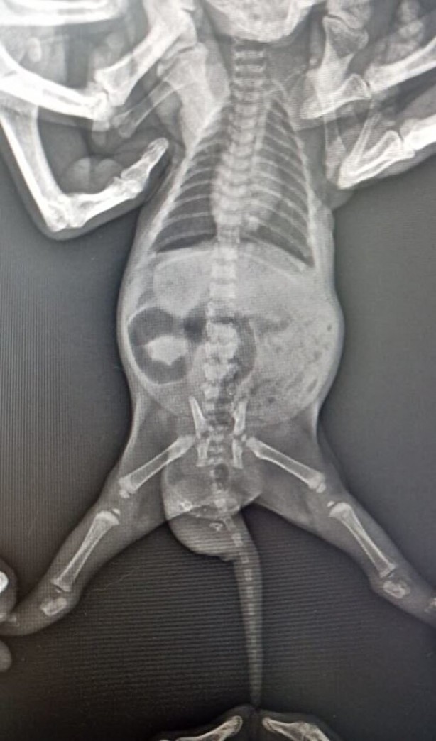 Foto - Dünyada ikinci kez oluyor! Kardeşi kuyruğuna yapışık doğdu