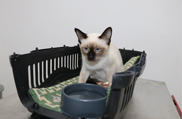 Foto - Dünyada ikinci kez oluyor! Kardeşi kuyruğuna yapışık doğdu