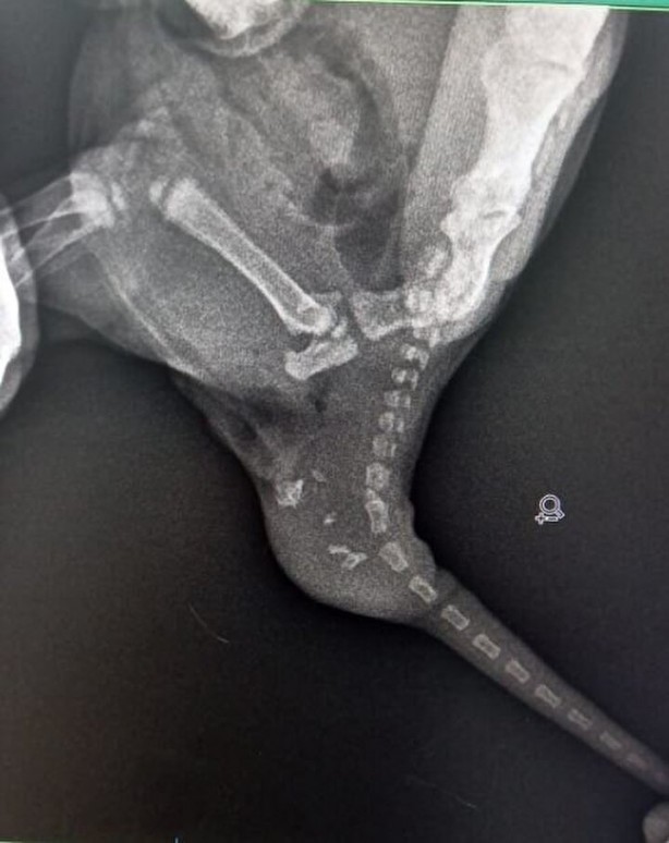 Foto - Dünyada ikinci kez oluyor! Kardeşi kuyruğuna yapışık doğdu