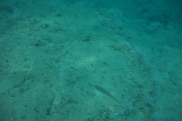 Foto - Dünyada ilk gerçekleşiyor! Akdeniz tropikleşiyor