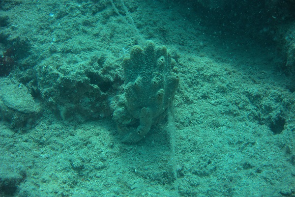 Foto - Dünyada ilk gerçekleşiyor! Akdeniz tropikleşiyor