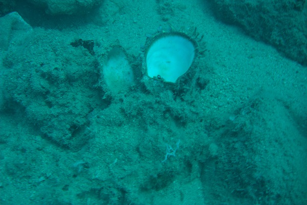 Foto - Dünyada ilk gerçekleşiyor! Akdeniz tropikleşiyor