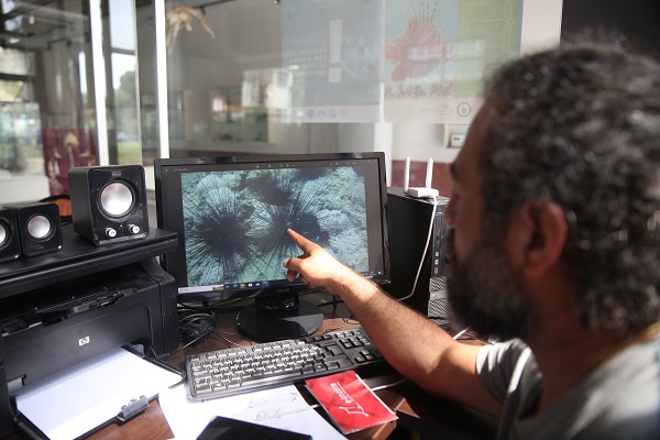 Foto - Dünyada ilk gerçekleşiyor! Akdeniz tropikleşiyor