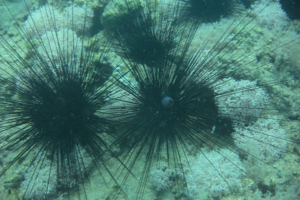 Foto - Dünyada ilk gerçekleşiyor! Akdeniz tropikleşiyor