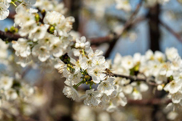 Foto - Dünyada ilk hasat Türkiye'de! Küresel ısınma yüzünden yok olabilir