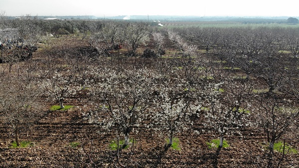 Foto - Dünyada ilk hasat Türkiye'de! Küresel ısınma yüzünden yok olabilir