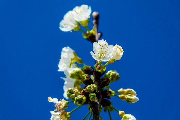 Foto - Dünyada ilk hasat Türkiye'de! Küresel ısınma yüzünden yok olabilir