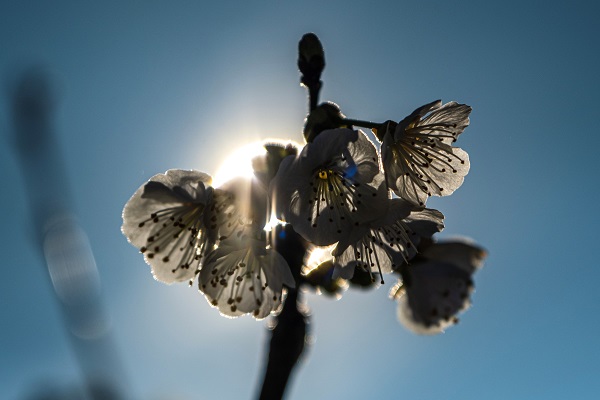 Dünyada ilk hasat Türkiye'de! Küresel ısınma yüzünden yok olabilir