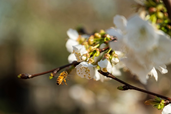Foto - Dünyada ilk hasat Türkiye'de! Küresel ısınma yüzünden yok olabilir