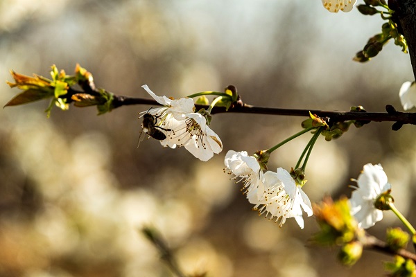 Foto - Dünyada ilk hasat Türkiye'de! Küresel ısınma yüzünden yok olabilir