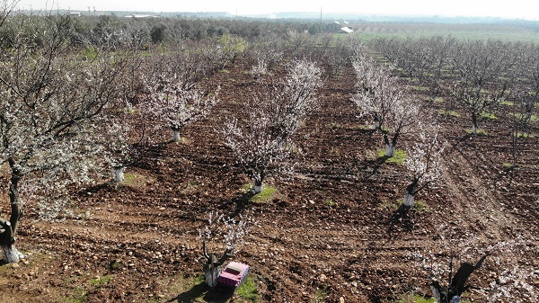Foto - Dünyada ilk hasat Türkiye'de! Küresel ısınma yüzünden yok olabilir