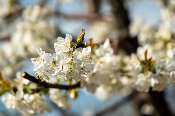 Foto - Dünyada ilk hasat Türkiye'de! Küresel ısınma yüzünden yok olabilir