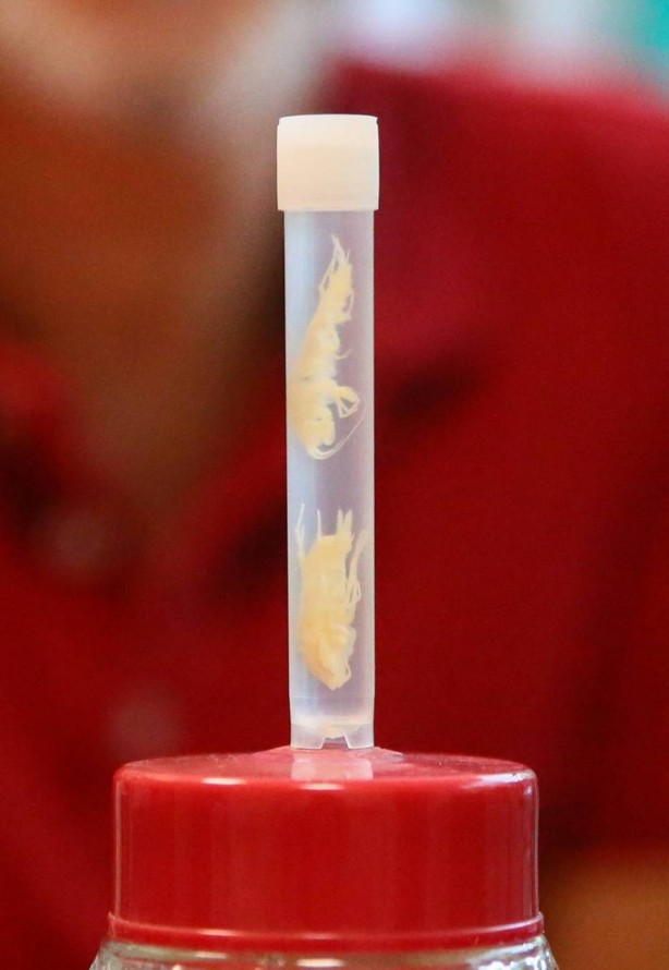 Foto - Dünyada ilk kez oluyor! Türkiye'nin en derin üçüncü mağarasında keşfedildi! Yok böyle bir şey