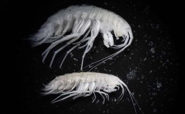 Foto - Dünyada ilk kez oluyor! Türkiye'nin en derin üçüncü mağarasında keşfedildi! Yok böyle bir şey