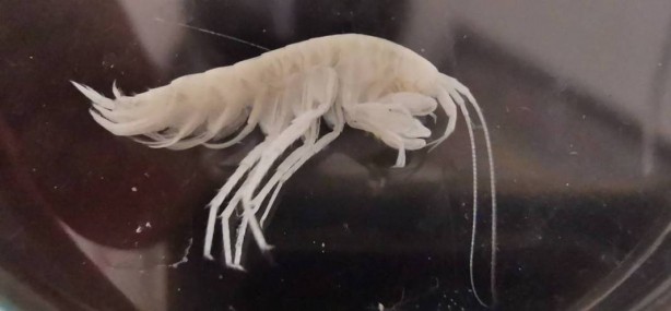 Foto - Dünyada ilk kez oluyor! Türkiye'nin en derin üçüncü mağarasında keşfedildi! Yok böyle bir şey