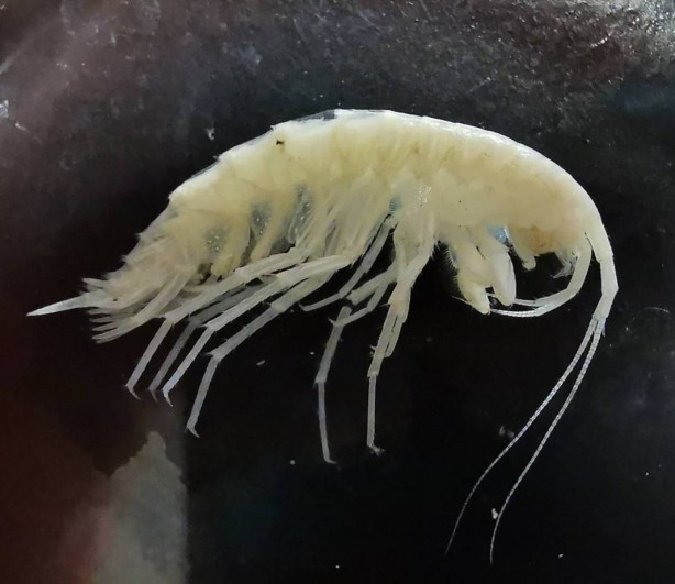 Foto - Dünyada ilk kez oluyor! Türkiye'nin en derin üçüncü mağarasında keşfedildi! Yok böyle bir şey