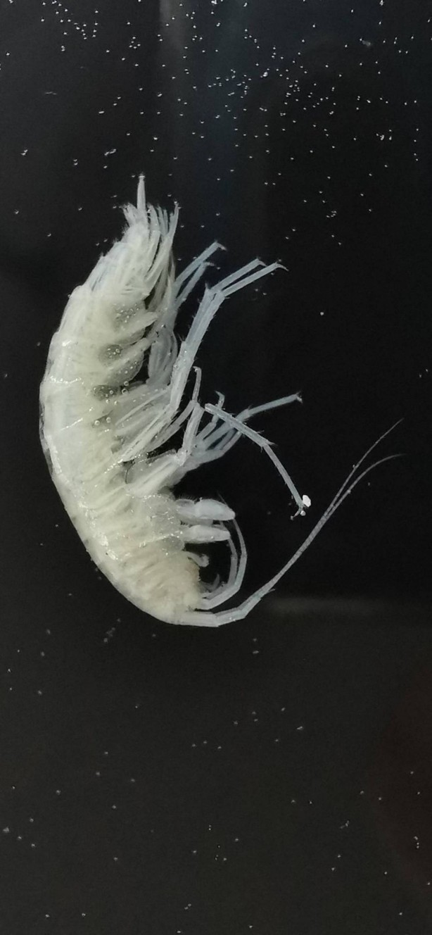 Foto - Dünyada ilk kez oluyor! Türkiye'nin en derin üçüncü mağarasında keşfedildi! Yok böyle bir şey