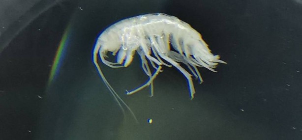 Foto - Dünyada ilk kez oluyor! Türkiye'nin en derin üçüncü mağarasında keşfedildi! Yok böyle bir şey