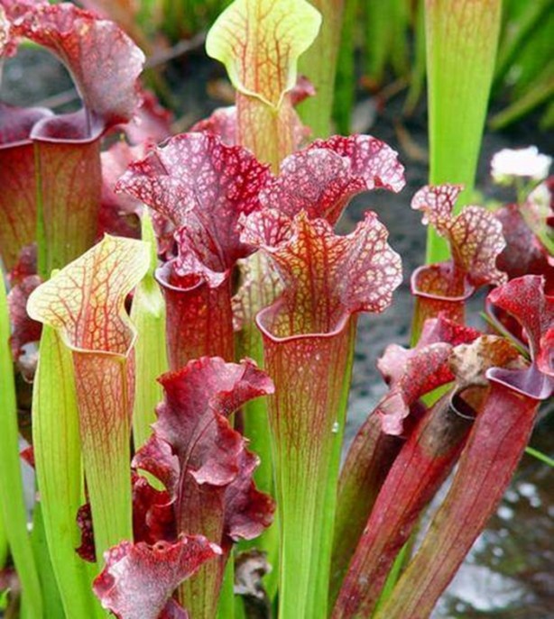 Foto - Dünyada kaç çeşit bitki var?