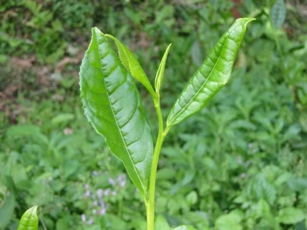 Foto - Dünyada kaç çeşit bitki var?