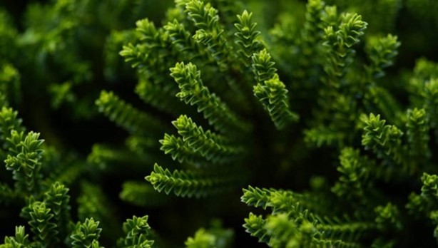 Foto - Dünyada kaç çeşit bitki var?