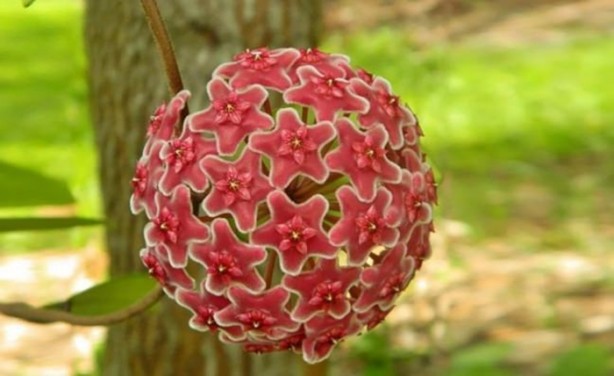 Foto - Dünyada kaç çeşit bitki var?