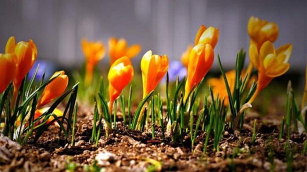 Foto - Dünyada kaç çeşit bitki var?