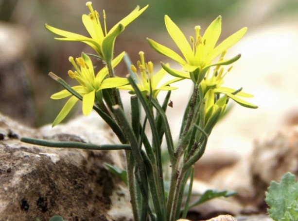 Foto - Dünyada kaç çeşit bitki var?