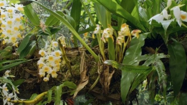 Foto - Dünyada kaç çeşit bitki var?