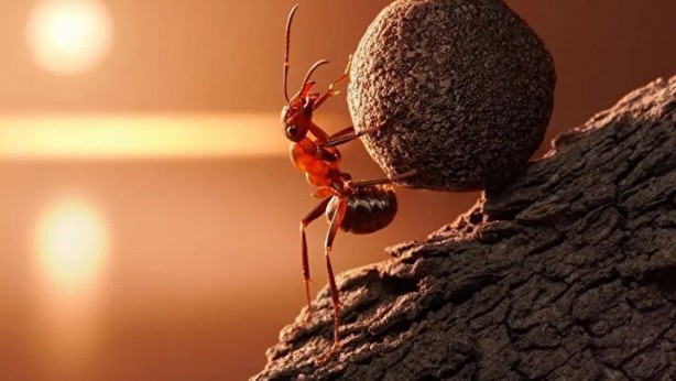 Foto - Dünyada kaç tane karınca var? İşte sayısı ve özellikleri…