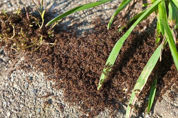 Foto - Dünyada kaç tane karınca var? İşte sayısı ve özellikleri…
