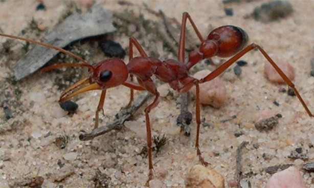 Foto - Dünyada kaç tane karınca var? İşte sayısı ve özellikleri…