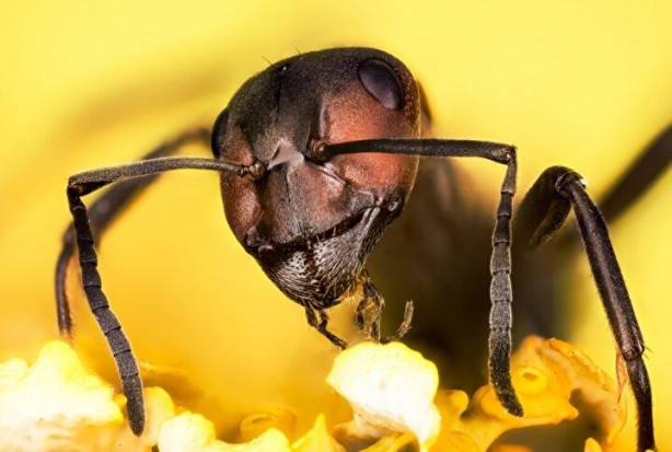 Foto - Dünyada kaç tane karınca var? İşte sayısı ve özellikleri…