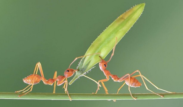 Foto - Dünyada kaç tane karınca var? İşte sayısı ve özellikleri…