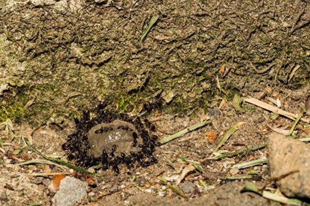Foto - Dünyada kaç tane karınca var? İşte sayısı ve özellikleri…