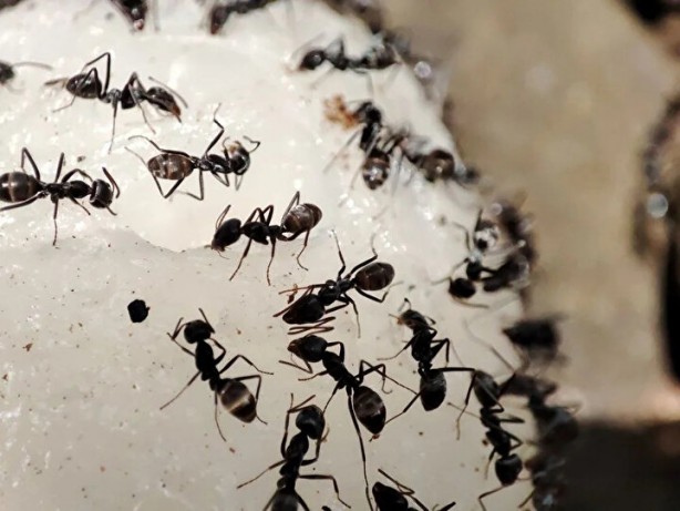 Foto - Dünyada kaç tane karınca var? İşte sayısı ve özellikleri…