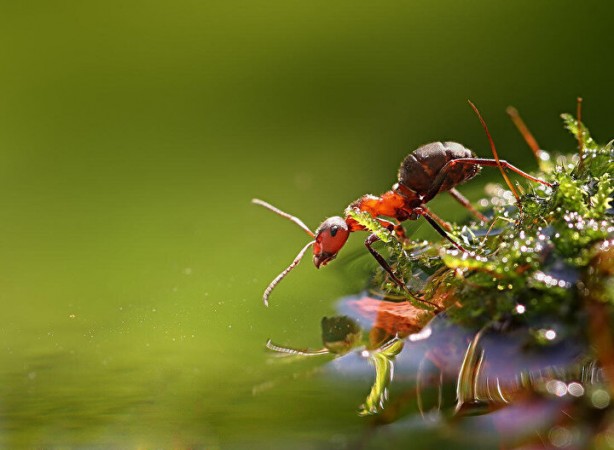 Foto - Dünyada kaç tane karınca var? İşte sayısı ve özellikleri…
