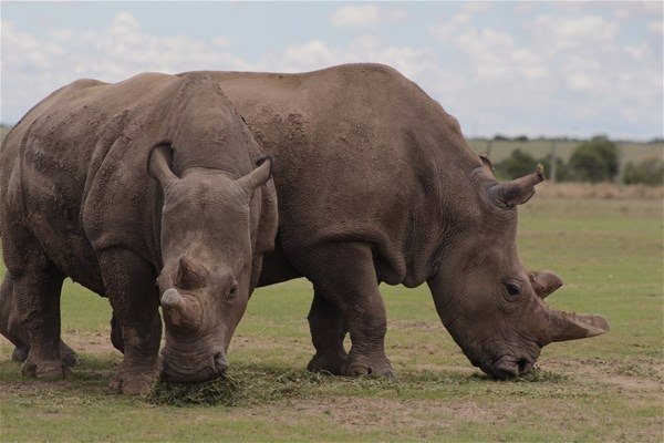 Foto - Dünyada sadece 3 tane kaldı!