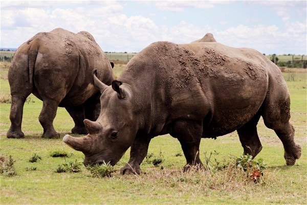 Foto - Dünyada sadece 3 tane kaldı!