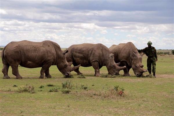 Foto - Dünyada sadece 3 tane kaldı!