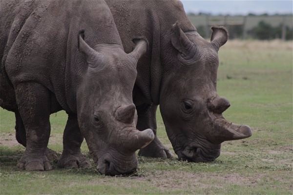 Foto - Dünyada sadece 3 tane kaldı!
