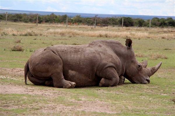 Foto - Dünyada sadece 3 tane kaldı!