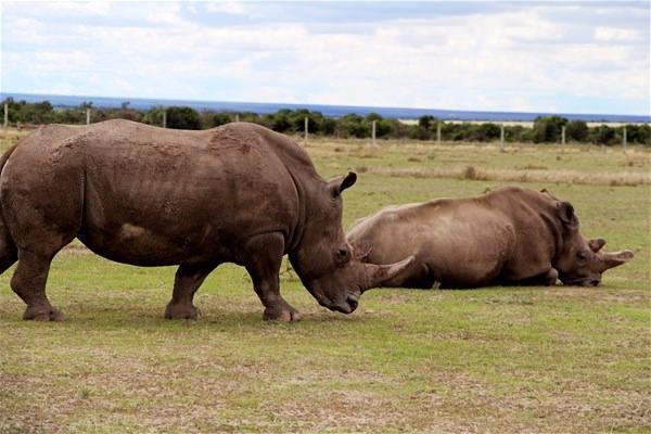 Foto - Dünyada sadece 3 tane kaldı!