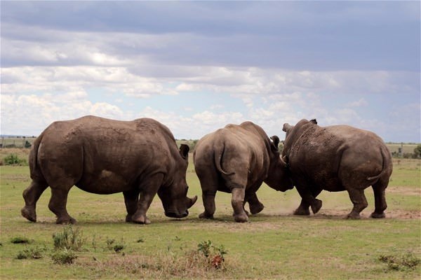 Foto - Dünyada sadece 3 tane kaldı!