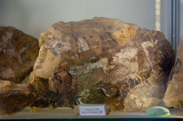 Foto - Dünyada sadece 7 noktada tespit edildi! Denizlerin dinozorundan Türkiye’de de var